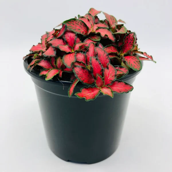 Fittonia Red